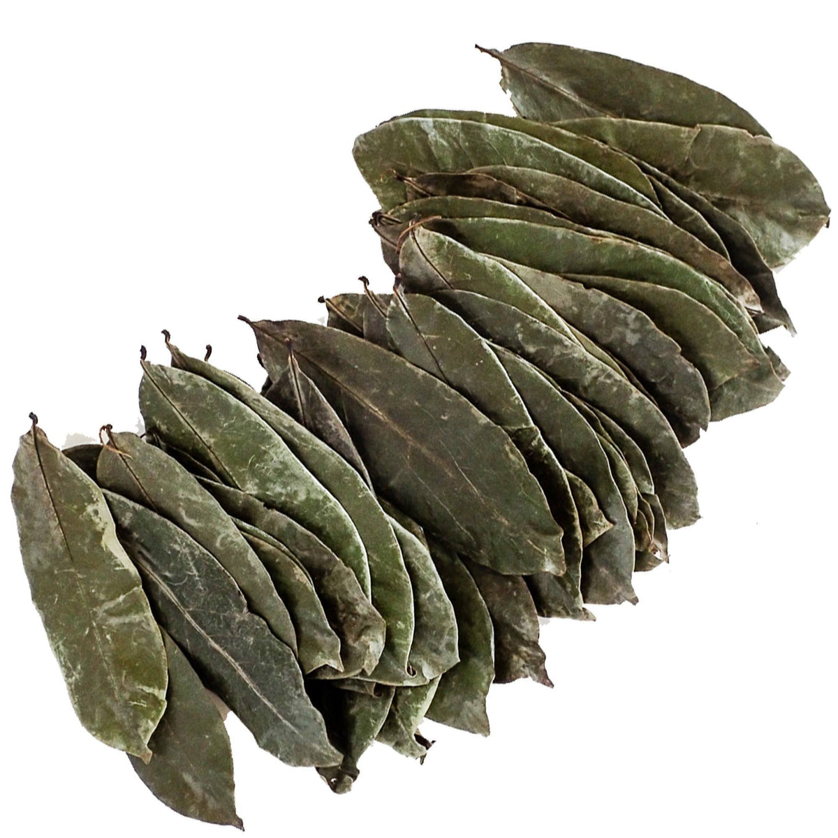 Pure Graviola - Whole Soursop Leaves for Tea - GraviolaTeaCompany - 3